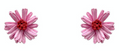 MB-Rafia Pink Earrings